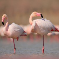 media/image/Flamingo_Zwillbrock-minQoaTTvHu9VZhh.jpg